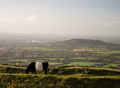 Belted Galloway cattle at Crickley Hill