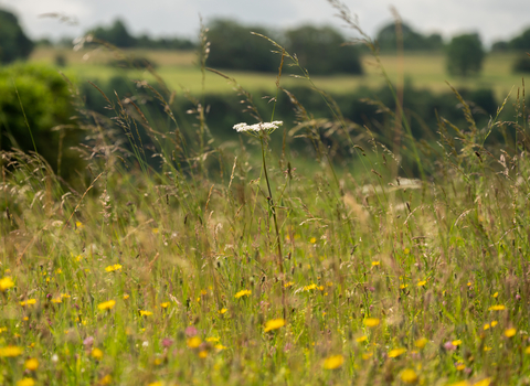 Wildflowers at Crickley Hill 