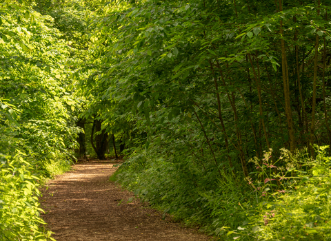 A path through the woodland at Crickley Hill 