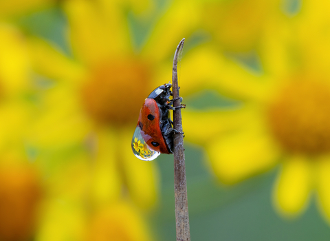 A ladybird in front of a background of yellow flowers