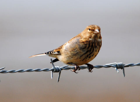 Linnet juvenile perched on a barbed wire fence