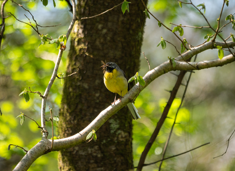 A wagtail perched on a branch with an insect it has caught