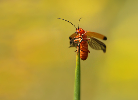 A red soldier beetle on the tip of a steam of grass