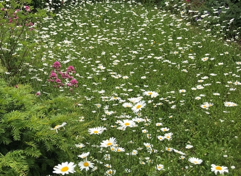 Daisies popping up in the long grass