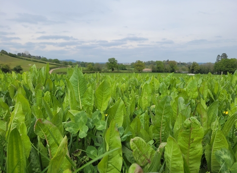 Herbal ley at Ruddle Court farm