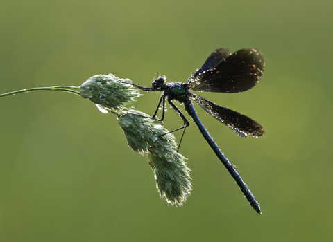 Beautiful demoiselle damselfly