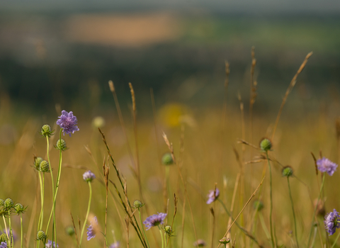 Wildflowers at Coaley Peak