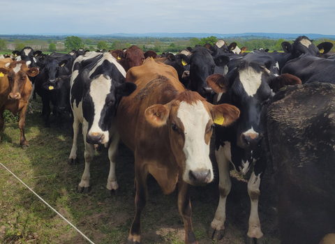 The dairy herd at Ruddle Court farm