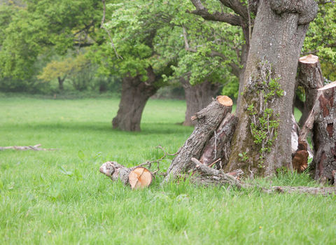 Deadwood retained in Ruddle Court farm orchard