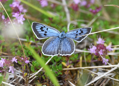 Large blue butterfly open winged on moss on ground