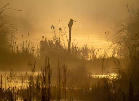 Coombe Hill at dawn