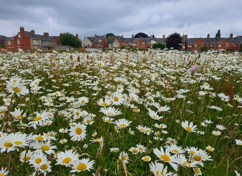 Blooming wildflower meadows in Cirencester as a result of the ERDF project work