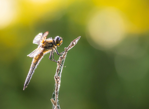 Dew-covered dragonfly