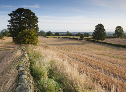 Arable farmland with trees