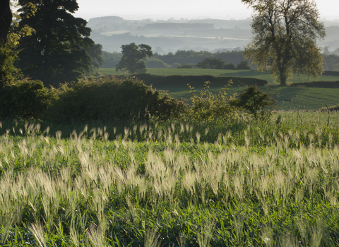 Arable farmland with trees