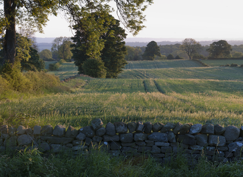 Farmland with trees interspersed