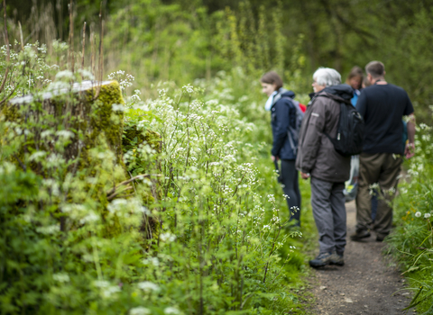 People exploring a woodland