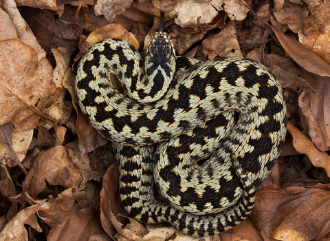 Adder