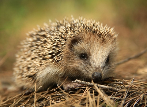 hedgehog