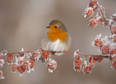 Robin perched on crab apples in winter 