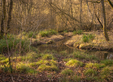 Cannop Bridge Marsh nature reserve