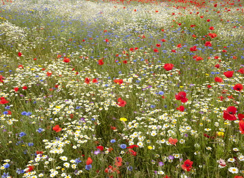 Picture shows a host of wildflower meadow species- Wild flower meadow, Corn cockle, Corn flower, Centaurea montana, Agrostemma githago, Poppy, Papaver rhoeas, Sheffield