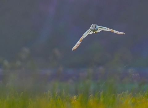 A barn owl with wings open flying over a green field