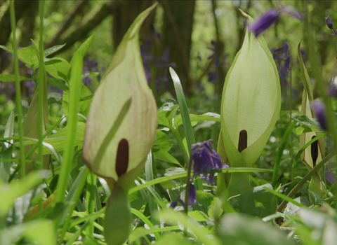 Lords-and-ladies flower at Lower Woods