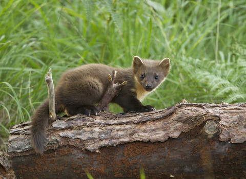 A young pine marten (Martes martes) on fallen pine log in woodland