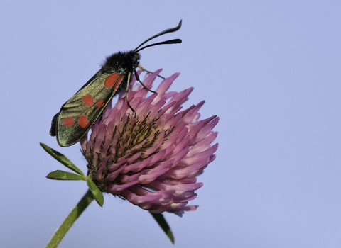 A six spot burnet moth resting on the pink, globe-like head of a red clover flower. The moth is glossy and black with six bold red spots on each forewing.