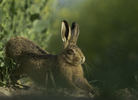 Brown hare Lepus europaeus An adult stretching on fringes of a field of rapeseed.