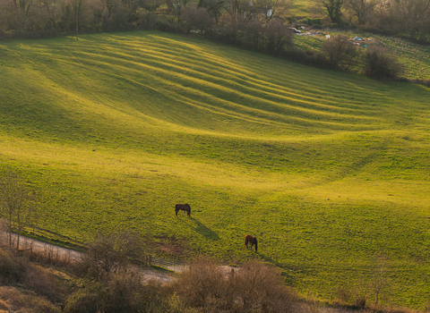 Rolling fields at Crickley Hill nature reserves with horses grazing in the foreground. 