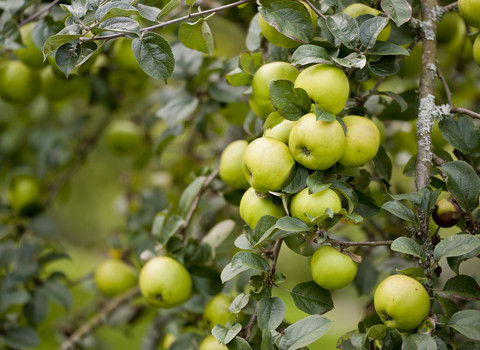 Green apples in a bunch on a tree, there are more in the background blurred out