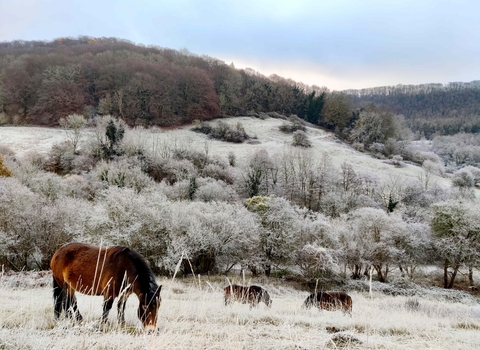 Three conservation grazing ponies at Snow's Farm nature reserve, on a frosty day
