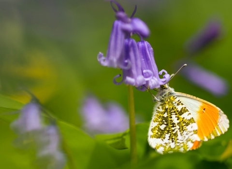 An orange tip butterfly on a bluebell with more bluebells in the background