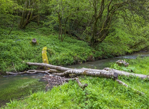 A photo of a watercourse surrounded by woodland, with woody debris, natural flood management.