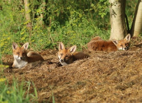 Three foxes laying in the sun