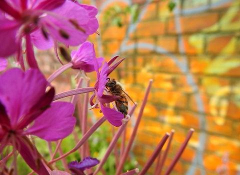 Bee on rosebay willowherb © Cara Ennis
