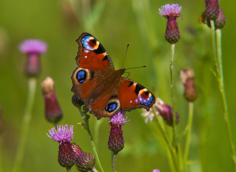 A peacock butterfly