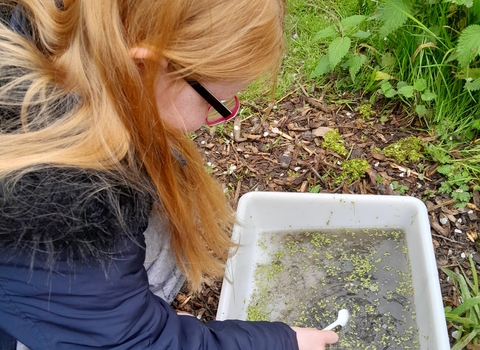 A child pond dipping and exploring nature