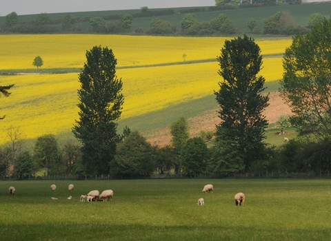 Picture of rapeseed crop and grazing animals