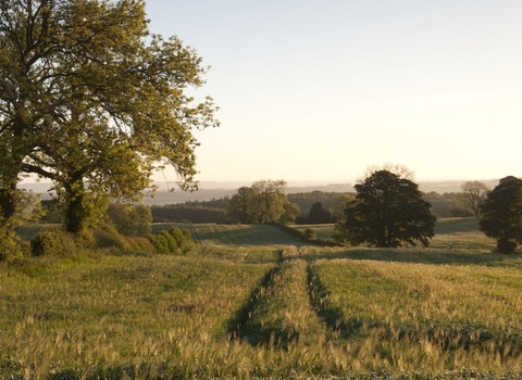 Picture of oat crop