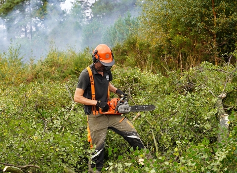 Birch cutting