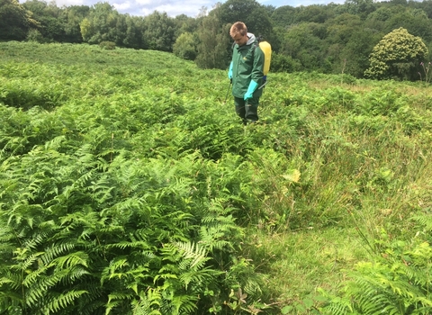 Bracken spraying