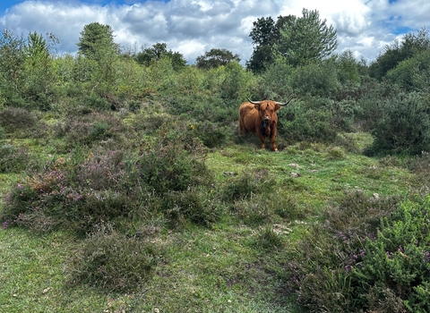 Conservation grazing