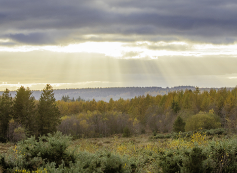 A landscape photo of the Forest of Dean