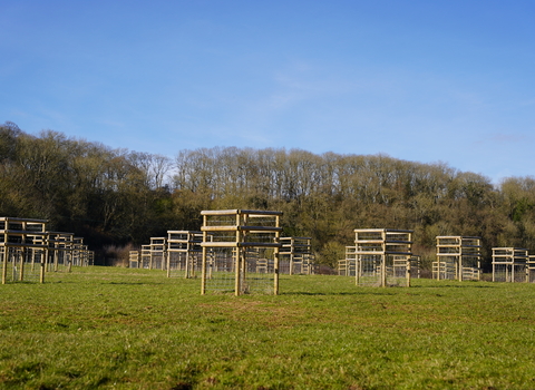 Trees planted in tree guards in a field with a woodland in the distance