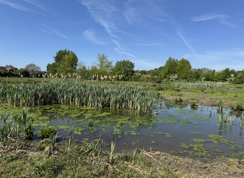 A wetland with trees in the background and blue sky