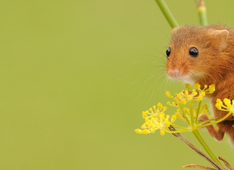 Dormouse