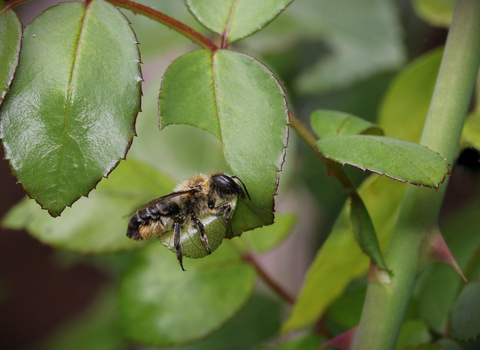 Leafcutter Bee Cutting A Rose Leaf (c) Margaret Robson